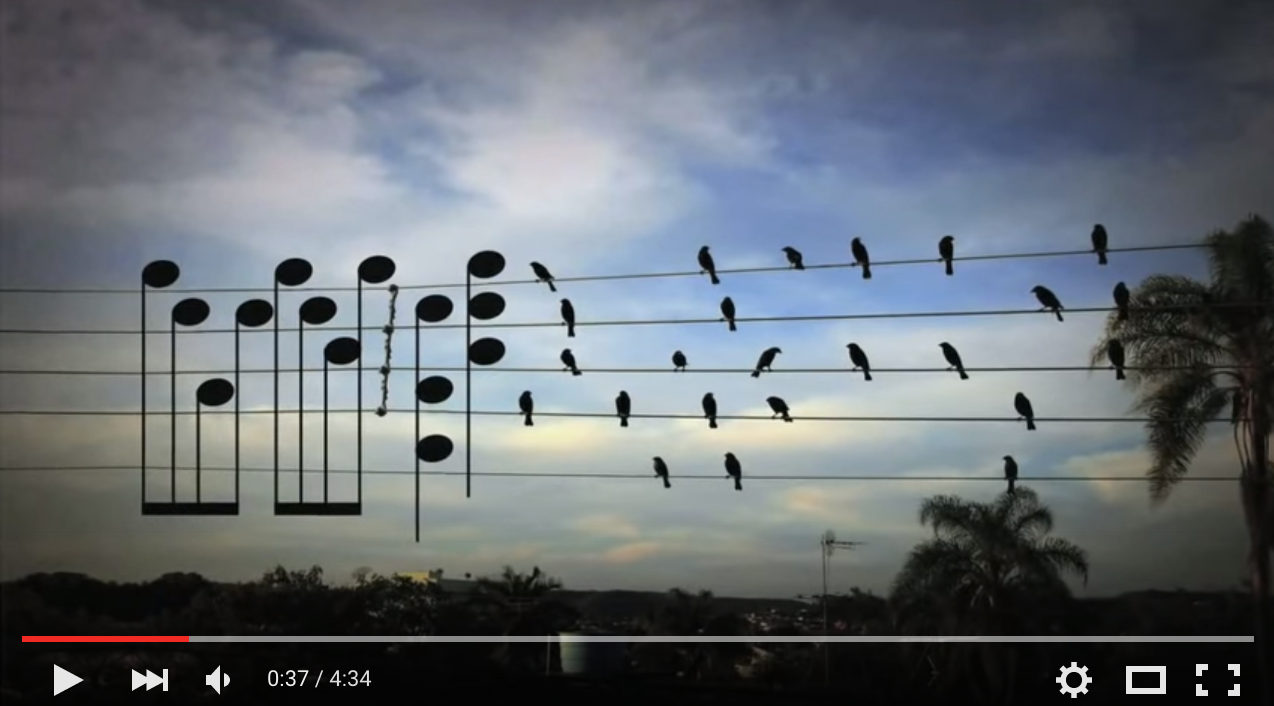 Music by birds